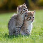 Kitty Ribbon
