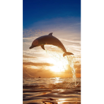 The dolphin kingdom
