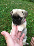 pugs fans pug pug