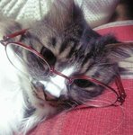 awsomecat