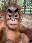 Baby orangutan