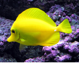 fish & water