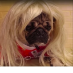 pug club premium