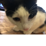 zel floppy cat
