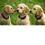 fur baby fans