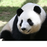 The panda cat