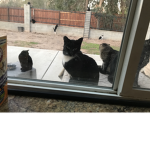 People who like me cats