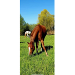 Summer horse