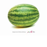 MelonAreUs