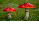 The mushroom gang<3