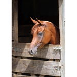 Dawn Star Stables