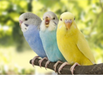 BUDGIE LAVER GROUPPP