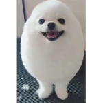 Clan of the Egg Doggos