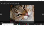 the fan group of cats