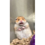 Scared Hamsters