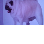 It's Pug
