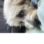 Brooklyn The Puppy