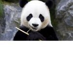 Panda Association!