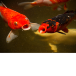 fish boy gang