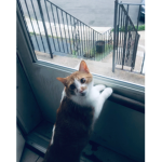 Very successful cat group