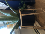 Please Help Plants