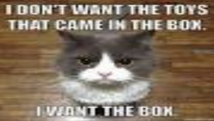 Funny Cat Meme #1 Roblox decal