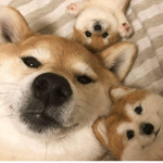 • Shiba ########