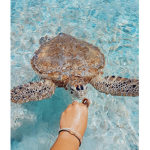 Turtles Beach