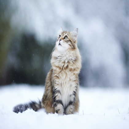 Cat in snow :3 Roblox decal