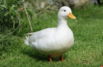 Ducky paradise