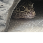 Gecko People
