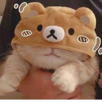 Tccg fan group - Thecoolcatgamer