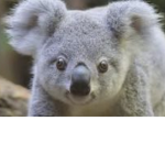Koala kool