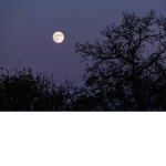 Moonlight_8673