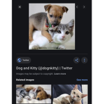 THE KITTY AND DOGE GAMING SQUAD