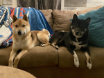 POV group.