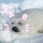 (̨̡,˶ᵕ꒳ᵕ˶)̧̢っ