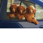 Pupppy worlddddd