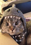 kittyarmy:)