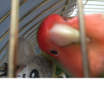 BIRDIEEEE