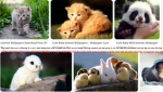 Zoo story
