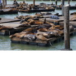 Official Walrus Committee 2