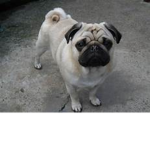 Pug Gang :D