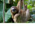 Great sloths