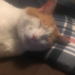 meѻw