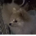 Pomeranian Puppies