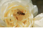 Aestheticz_beez