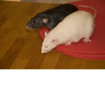 Ratties Group