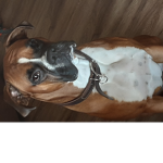 Dog club i love dogs so much and cats be kind plss