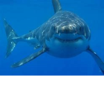 Great White shark